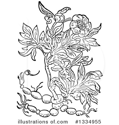 Royalty-Free (RF) Herb Clipart Illustration by Picsburg - Stock Sample #1334955