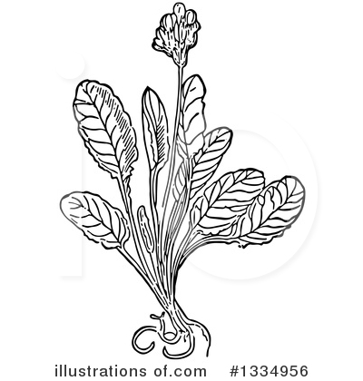 Plant Clipart #1334956 by Picsburg