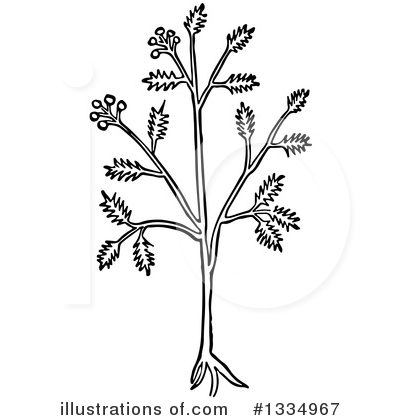 Royalty-Free (RF) Herb Clipart Illustration by Picsburg - Stock Sample #1334967