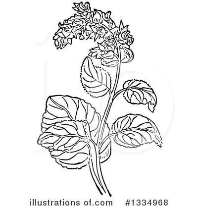 Plant Clipart #1334968 by Picsburg