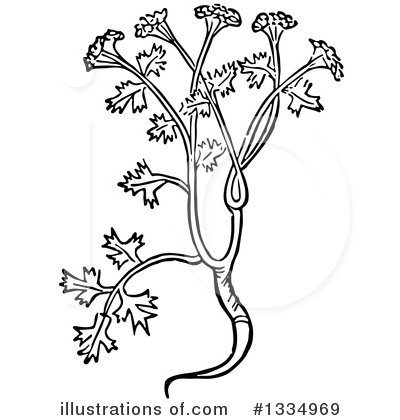 Royalty-Free (RF) Herb Clipart Illustration by Picsburg - Stock Sample #1334969