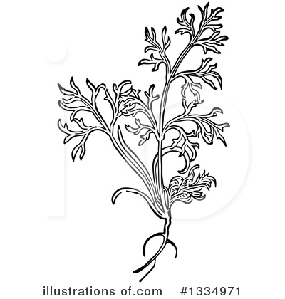Royalty-Free (RF) Herb Clipart Illustration by Picsburg - Stock Sample #1334971