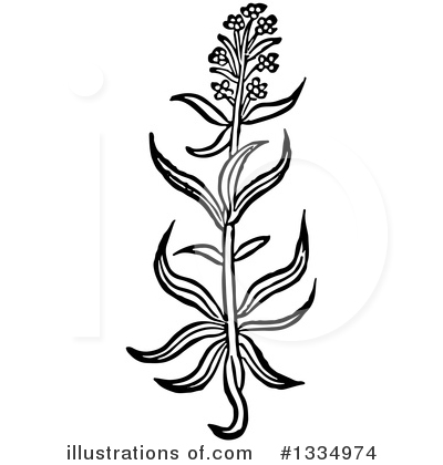 Royalty-Free (RF) Herb Clipart Illustration by Picsburg - Stock Sample #1334974