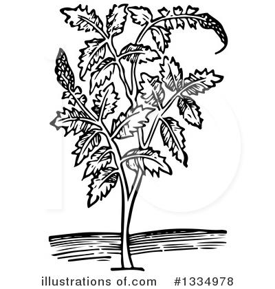 Royalty-Free (RF) Herb Clipart Illustration by Picsburg - Stock Sample #1334978