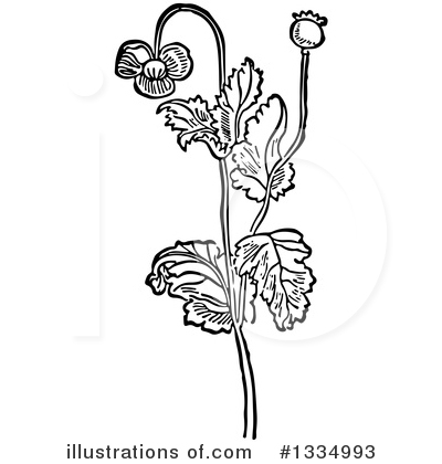 Poppies Clipart #1334993 by Picsburg