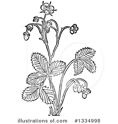 Royalty-Free (RF) Herb Clipart Illustration by Picsburg - Stock Sample #1334998