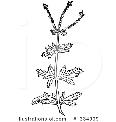 Royalty-Free (RF) Herb Clipart Illustration by Picsburg - Stock Sample #1334999