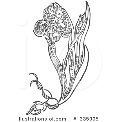 Royalty-Free (RF) Herb Clipart Illustration by Picsburg - Stock Sample #1335005