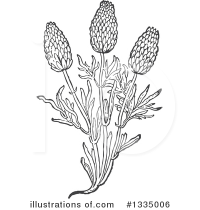 Lavender Clipart #1335006 by Picsburg