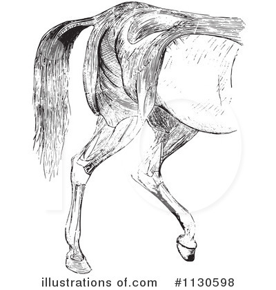 Horse Anatomy Clipart #1130598 by Picsburg