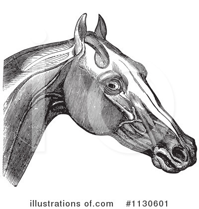 Royalty-Free (RF) Horse Anatomy Clipart Illustration by Picsburg - Stock Sample #1130601