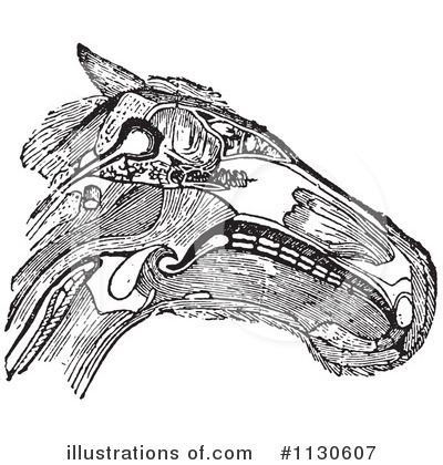 Royalty-Free (RF) Horse Anatomy Clipart Illustration by Picsburg - Stock Sample #1130607