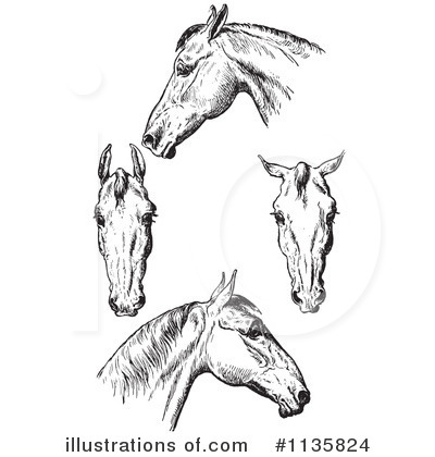 Royalty-Free (RF) Horse Anatomy Clipart Illustration by Picsburg - Stock Sample #1135824