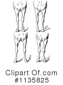 Horse Anatomy Clipart #1135825 by Picsburg
