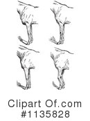 Horse Anatomy Clipart #1135828 by Picsburg