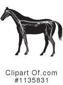 Horse Anatomy Clipart #1135831 by Picsburg