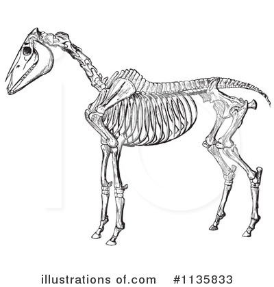 Royalty-Free (RF) Horse Anatomy Clipart Illustration by Picsburg - Stock Sample #1135833