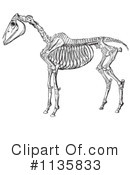 Horse Anatomy Clipart #1135833 by Picsburg