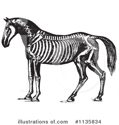 Royalty-Free (RF) Horse Anatomy Clipart Illustration by Picsburg - Stock Sample #1135834