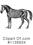 Horse Anatomy Clipart #1135834 by Picsburg