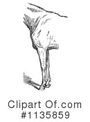 Horse Anatomy Clipart #1135859 by Picsburg
