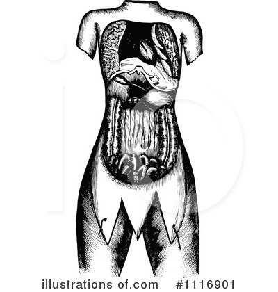 Human Anatomy Clipart #1116901 by Prawny Vintage
