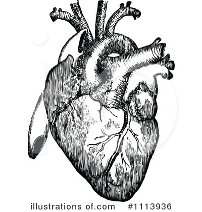 Human Heart Clipart #1113936 by Prawny Vintage