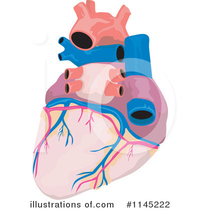 Human Heart Clipart #1145222 by patrimonio