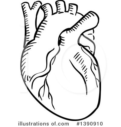 Human Heart Clipart #1390910 by Vector Tradition SM