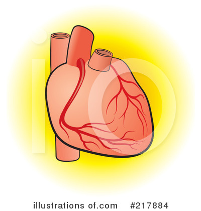 Human Heart Clipart #217884 by Lal Perera