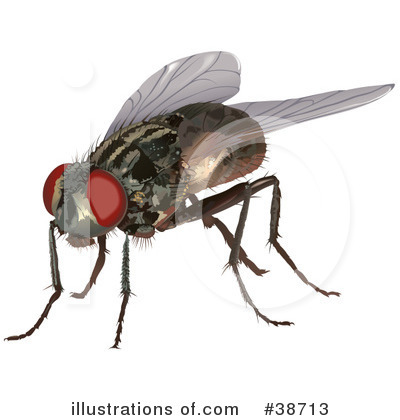 Housefly Clipart #38713 by dero