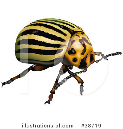 Colorado Potato Beetle Clipart #38719 by dero