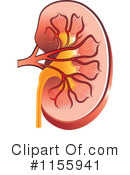 Kidney Clipart #1155941 by Lal Perera
