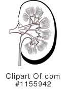 Kidney Clipart #1155942 by Lal Perera