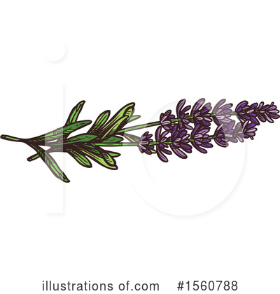 Lavender Clipart #1560788 by Vector Tradition SM