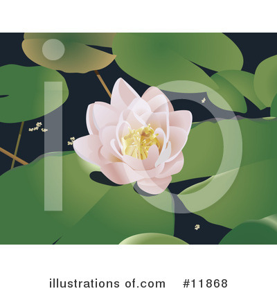 Water Lily Clipart #11868 by AtStockIllustration