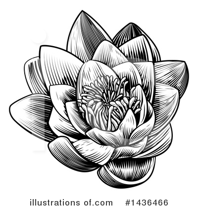 Water Lily Clipart #1436466 by AtStockIllustration