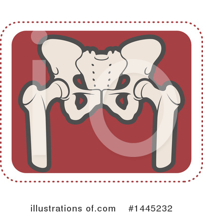 Pelvis Clipart #1445232 by Vector Tradition SM