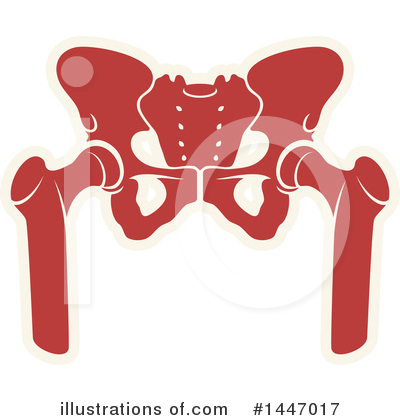 Pelvis Clipart #1447017 by Vector Tradition SM