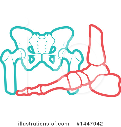 Pelvis Clipart #1447042 by Vector Tradition SM