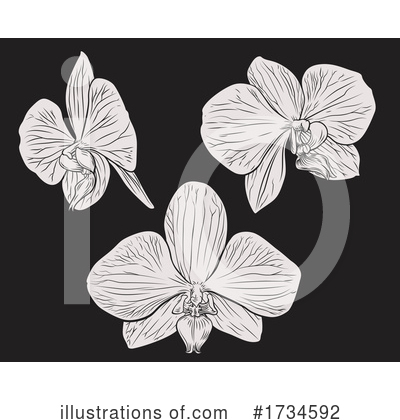 Royalty-Free (RF) Orchid Clipart Illustration by AtStockIllustration - Stock Sample #1734592