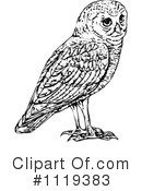 Owl Clipart #1119383 by Prawny Vintage