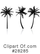 Palm Tree Clipart #28285 by KJ Pargeter