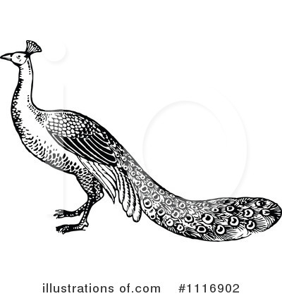 Royalty-Free (RF) Peacock Clipart Illustration by Prawny Vintage - Stock Sample #1116902