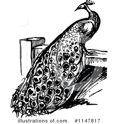 Royalty-Free (RF) Peacock Clipart Illustration by Prawny Vintage - Stock Sample #1147817
