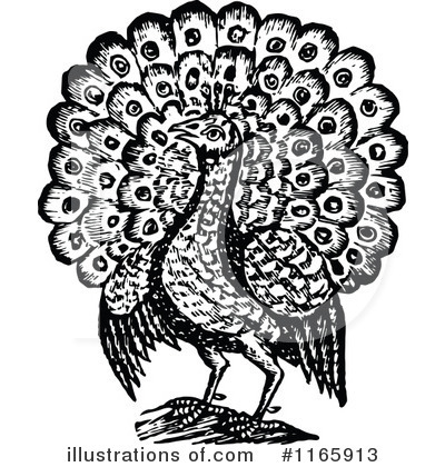 Peacock Clipart #1165913 by Prawny Vintage