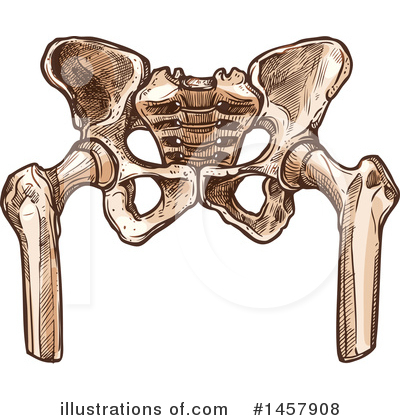 Royalty-Free (RF) Pelvis Clipart Illustration by Vector Tradition SM - Stock Sample #1457908