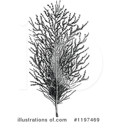 Royalty-Free (RF) Plant Clipart Illustration by Prawny Vintage - Stock Sample #1197469