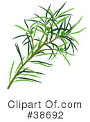 Plant Clipart #38692 by dero