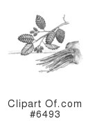 Plants Clipart #6493 by JVPD
